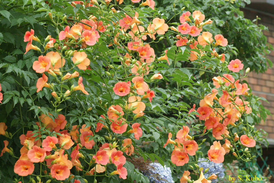 たくさん咲くオレンジ色の花の写真