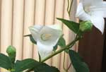 開きかけた白い花の写真