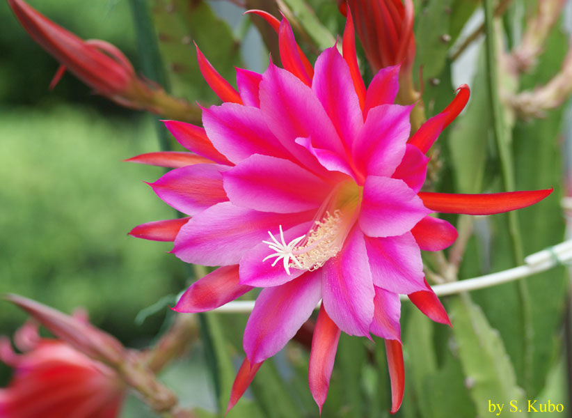 薄紫の花の写真