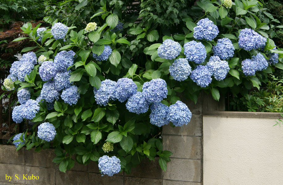 たくさん咲く紫陽花の写真