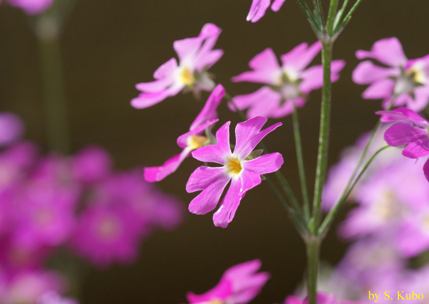 薄紫の花の写真