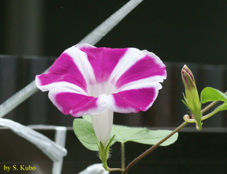 白と小豆色の花の写真