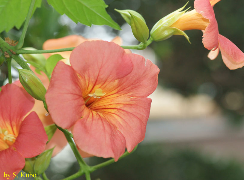 オレンジ色の花の写真