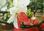 赤の斑入りの白い花の写真