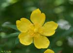 黄色い花の写真