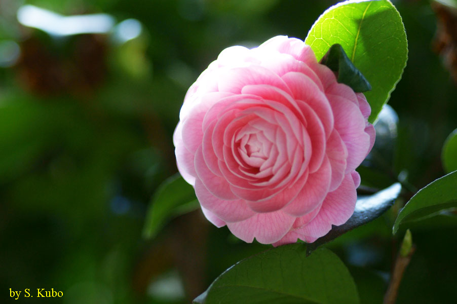 ピンクの花の写真