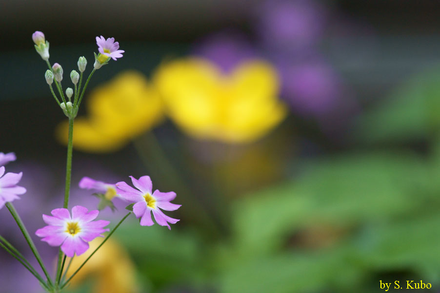 ピンクの花の写真