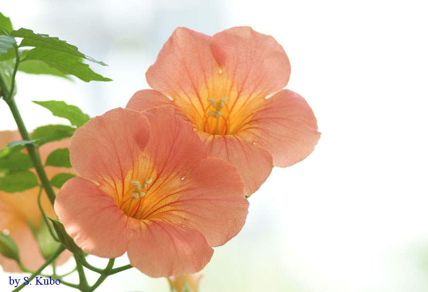 橙色の花の写真