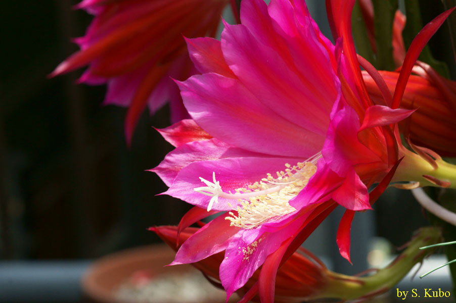 濃いピンクの花の写真