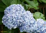 薄い青の花の写真
