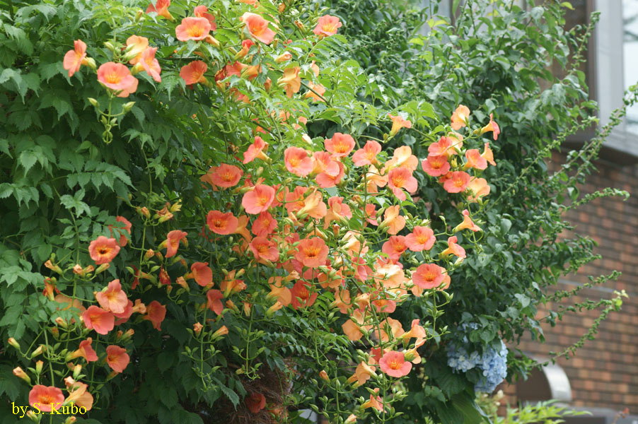 たくさんの橙色の花の写真