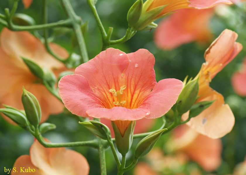 橙色の花の写真