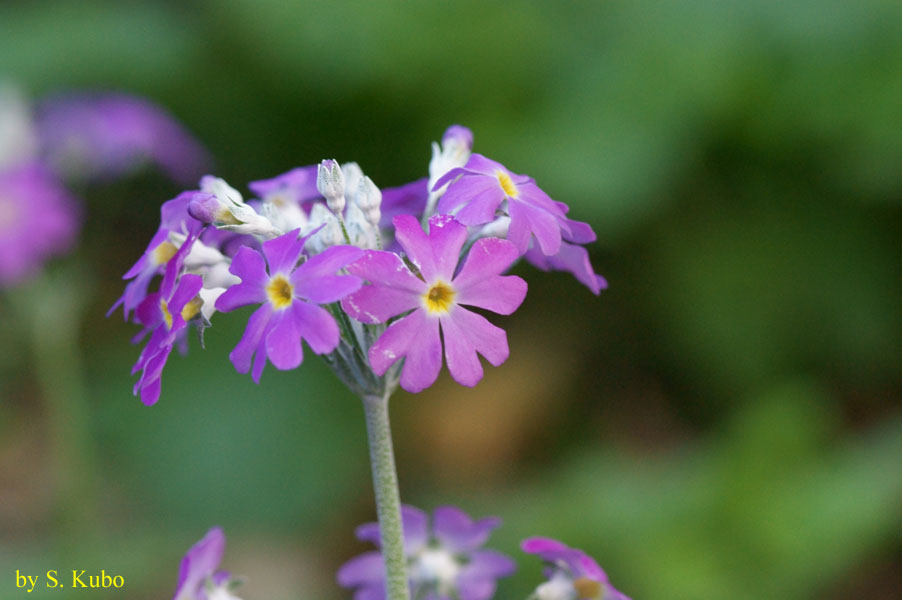 ピンクの花の写真