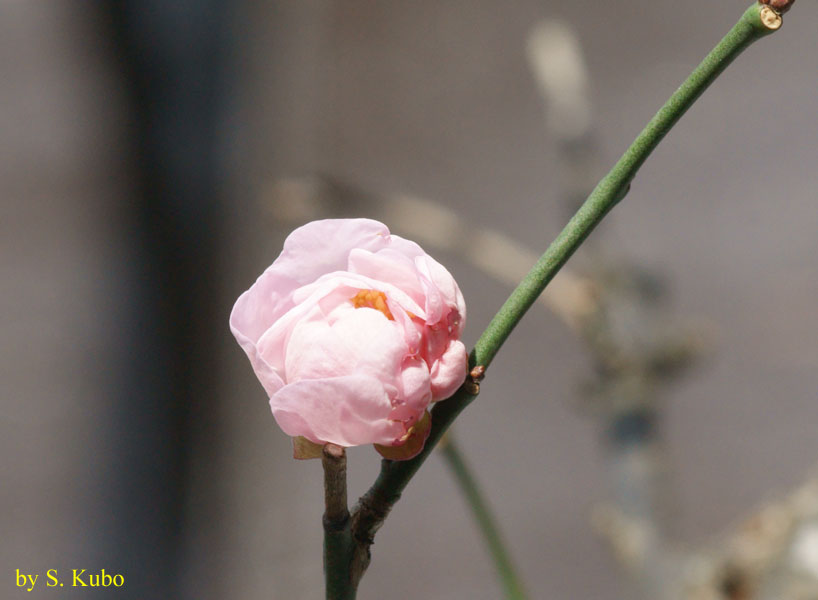 薄いピンクの花のつぼみの写真