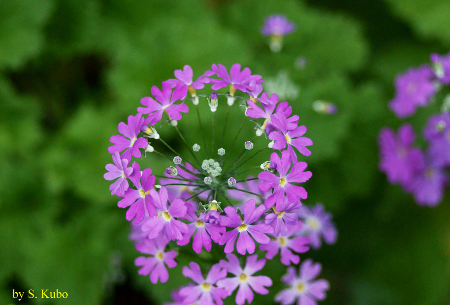 円環状に咲く薄紫の花の写真