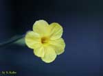 黄色い花の写真