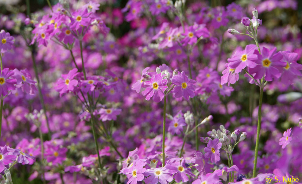 一面に咲く薄紫の花の写真