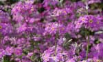 一面に咲く薄紫の花の写真