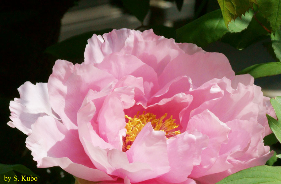 ピンクの花の写真