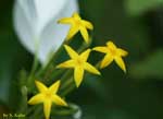 星形の黄色い花の写真