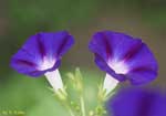 濃紺の花の写真