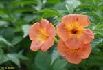 橙色の花の写真