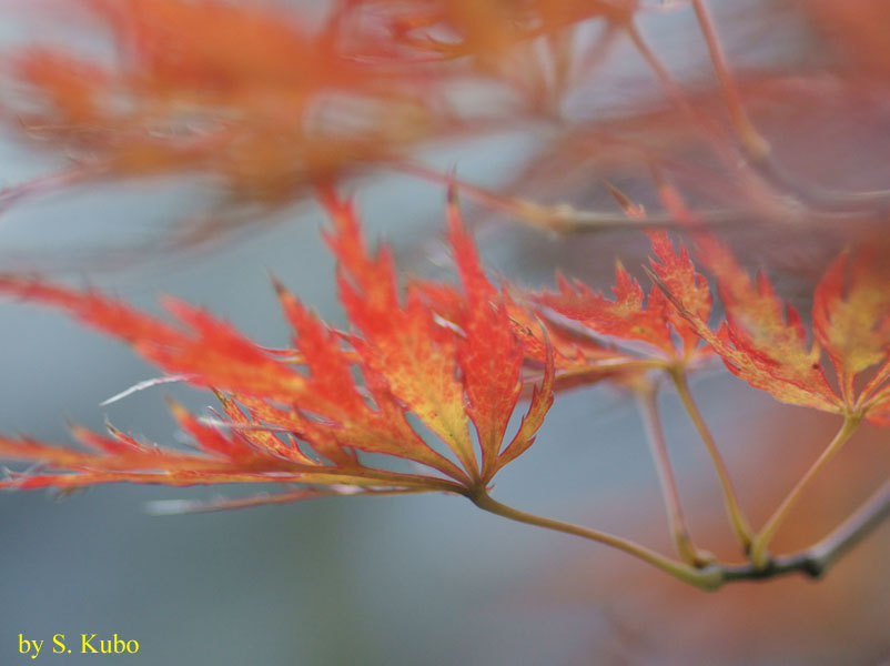 紅葉した葉の写真