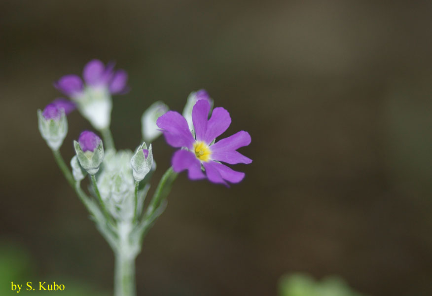 濃い紫の花の写真