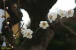 細い枝に並ぶ数輪の白い花の写真
