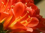 オレンジ色の花の写真