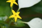星形の黄色い花の写真