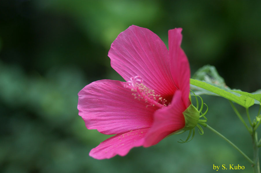 赤い花の写真