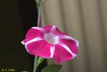 白い筋の入った小豆色の花の写真