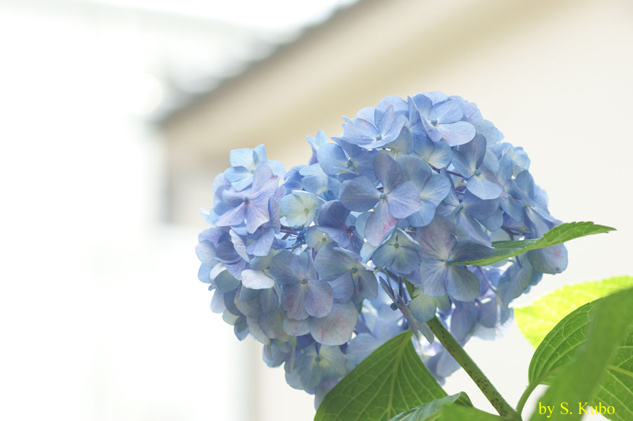 水色の花の写真