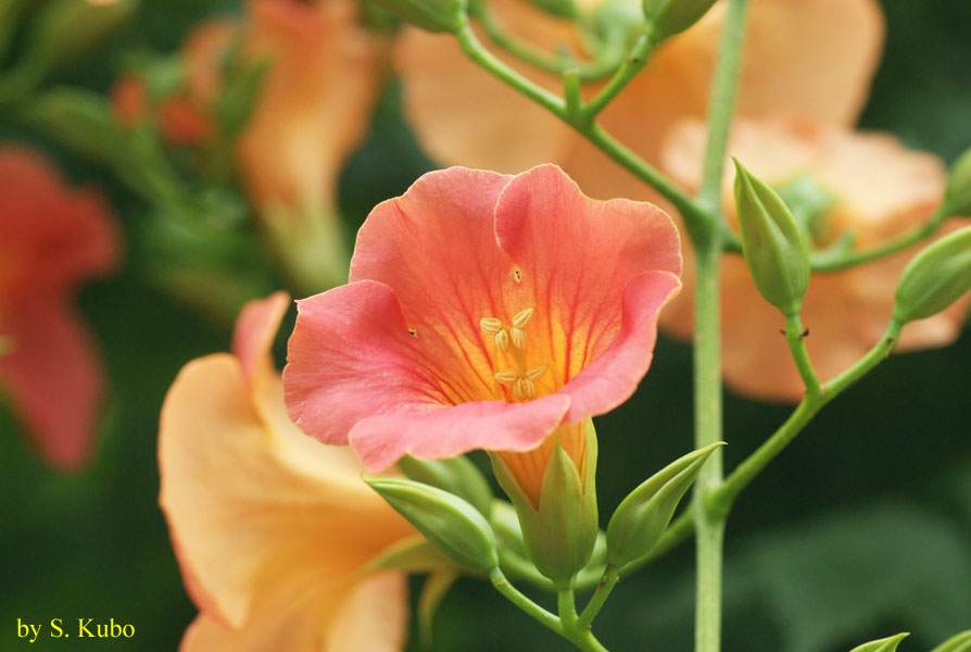 橙色の花の写真