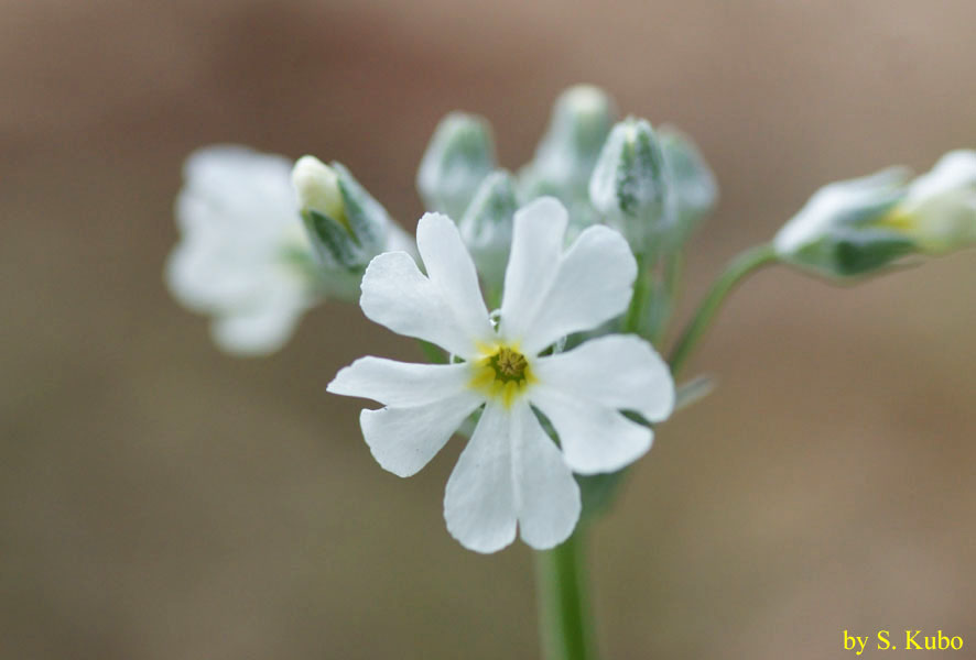 白い花の写真