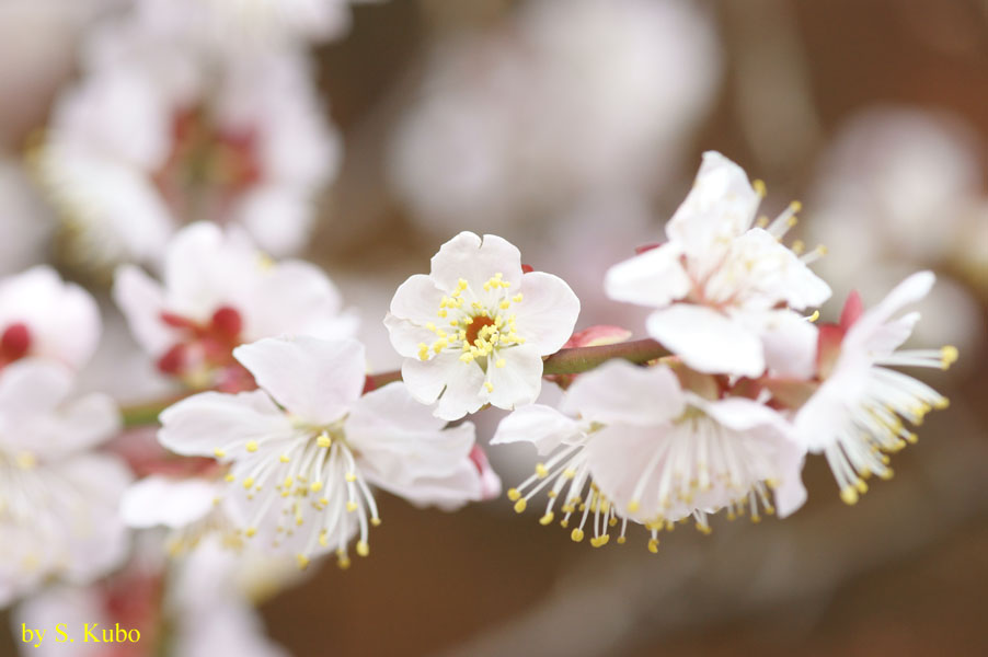 白い花の写真