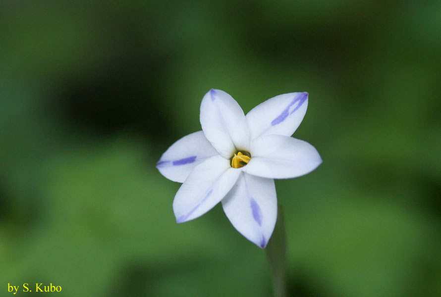 白い花の写真