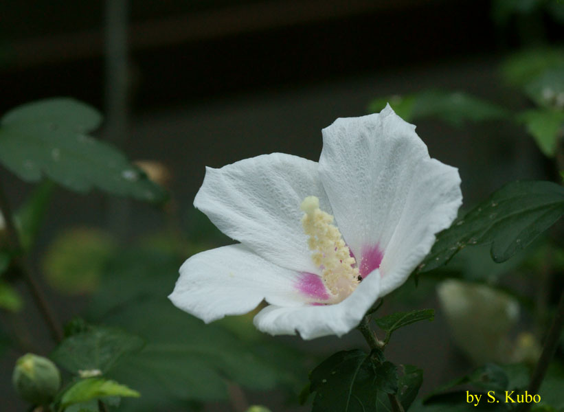 白い花の写真