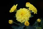黄色い花とつぼみの写真