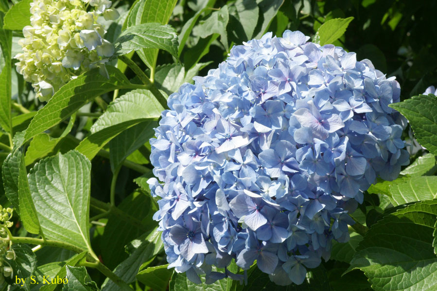 水色の花の写真