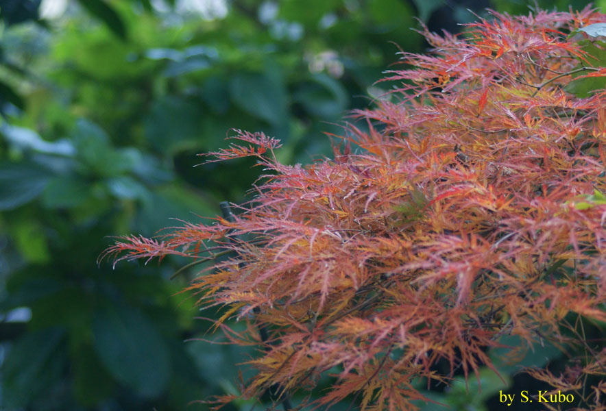 紅葉したもみじの写真