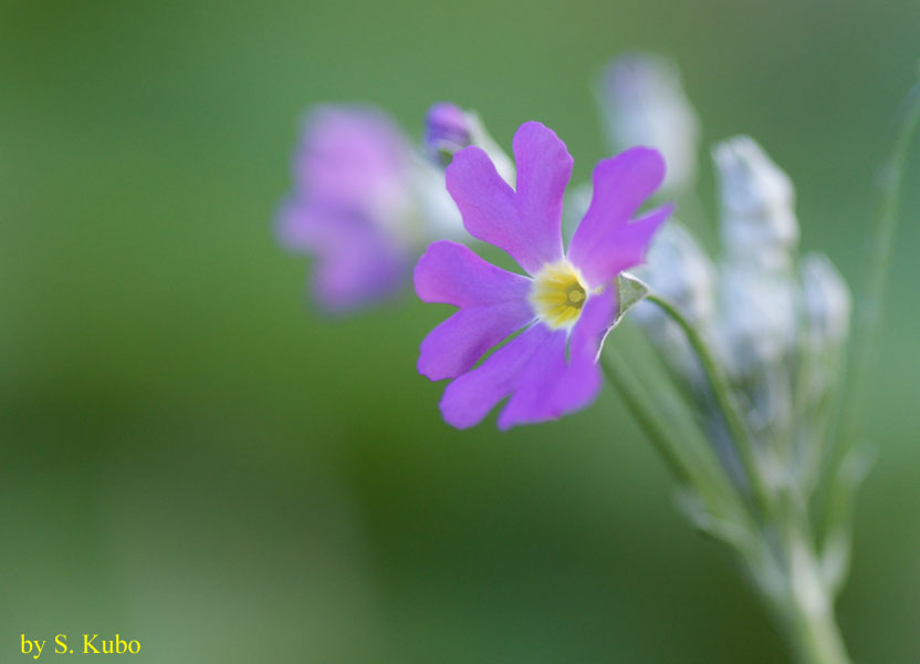 薄紫の花の写真