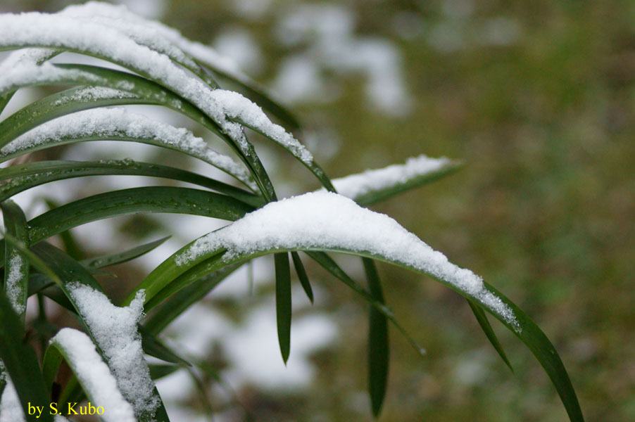 細長い葉に積もった雪の写真