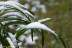 細長い葉に積もった雪の写真