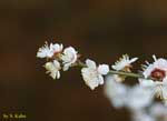 枝先に咲く白い花の写真