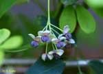 ぶら下がって咲く数輪の花の写真