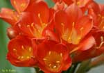 固まって咲くオレンジ色の花の写真