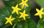 黄色い星形の花の写真