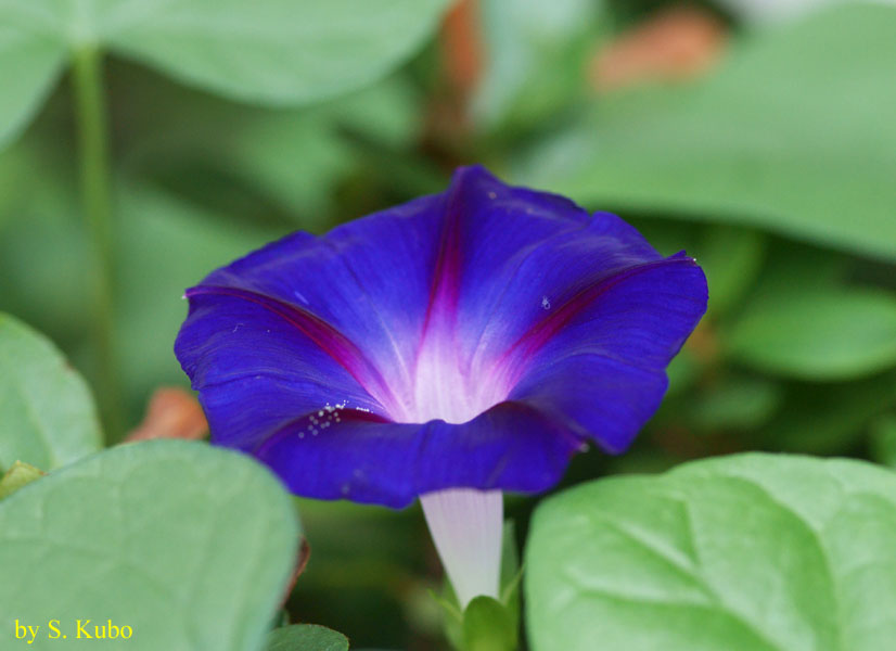 中央が白で周辺が濃い青の花の写真